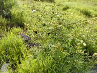 Acacia catechu plant with flower, Senegalia catechu plant, Black Cutch Tree leaf.