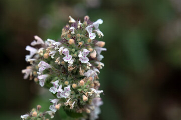 Blossoms of a catmint, Nepeta cataria