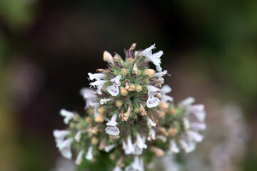 Blossoms of a catmint, Nepeta cataria