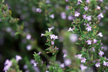 Blossoms of a Greek Savory, Micromeria graeca