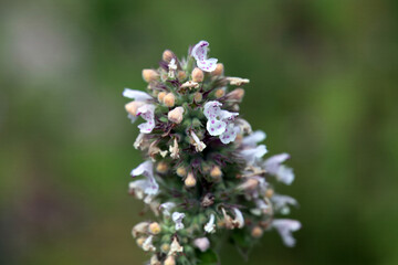 Blossoms of a catmint, Nepeta cataria