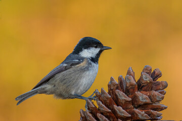 Coal Tit standing on a pine cone