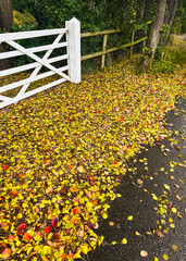 Yellow, red and golden brown autumn leaves on the ground on a tarmac road in front of a white wooden bar gate.