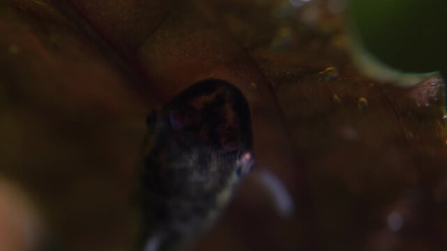 Otos catfish feeding on algae in the home hobby planted fish tank with shrimps. Cute Dwarf suckers or Loricariidae face in aquarium. Macro close up with very shallow depth of field.