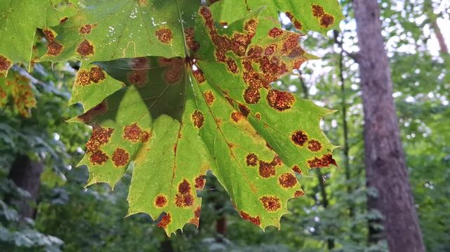 Green leaf. Fungal disease that affects maples. Rhytisma acerola - pathogenic fungus that attacks maple leaves, often called as black spot. Fungus causes early leaf fall and disperses spores on ground