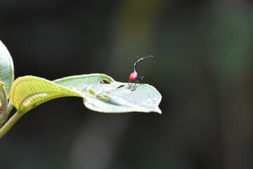 madagascar - wildlife