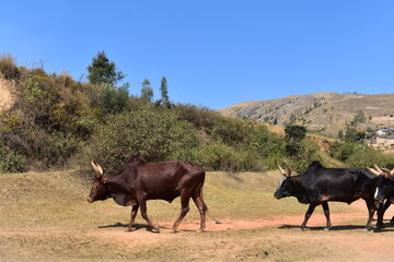 madagascar - wildlife