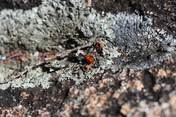 madagascar - wildlife