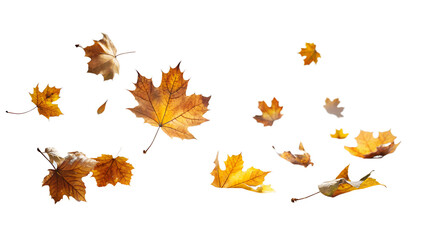 Obraz premium Gently Falling Leaves on White Background Frozen Motion