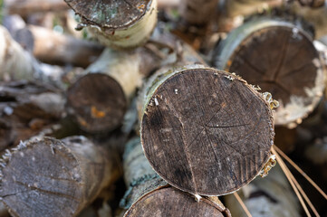 Stacked cut tree logs with visible annual rings in a forest or lumberyard setting.