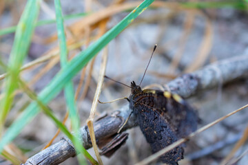 Close-up of a camouflaged butterfly resting on the forest floor among dry grass and twigs.