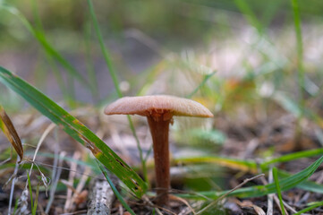 Close-up of a single brown mushroom growing on forest ground among grass and twigs in natural daylight.
