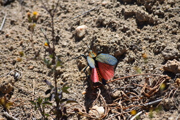 madagascar - wildlife