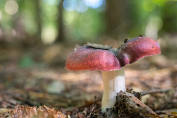 Close-up of red-capped mushroom with white stem growing on forest floor in natural woodland setting.