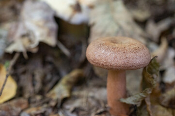 Close-up of a single brown mushroom growing on forest floor among dry autumn leaves.