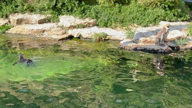 Manchots au bain qui fr&eacute;tillent au jardin zoologique 