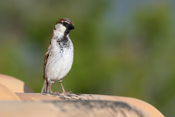 House Sparrow portrait - adult male on a tiled roof near to nest site