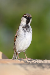 House Sparrow portrait - adult male on a tiled roof near to nest site
