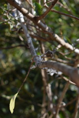 madagascar - wildlife