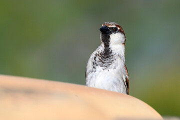 House Sparrow portrait - adult male on a tiled roof near to nest site