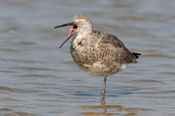 Willet yawning