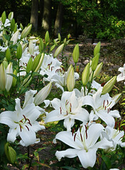 A flowerbed of blooming white lilies of the "Pretty Woman" variety