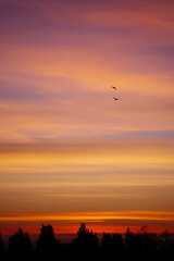 A sunset with vibrant shades of pink, orange and red, with silhouettes of trees and two birds on the horizon