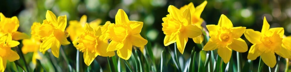Fototapeta premium Yellow daffodils blooming in a garden during springtime sunlight floral background