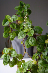 Plectranthus growing in a flowerpot, also known as spurwort or "house mint"