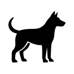 black and white dog