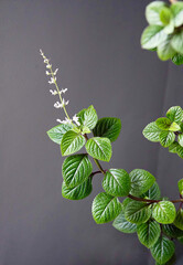 A flowering branch of the Plectranthus plant, also known as spur plant or house mint.
