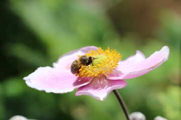 Gros plan sur une abeille qui butine une fleur