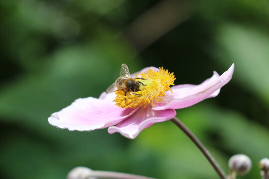 Gros plan sur une abeille qui butine une fleur