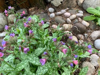purple flowers in the garden, lungwort in the garden
