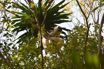 madagascar - wildlife
