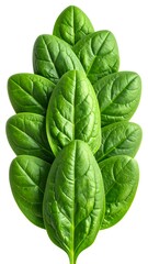 Stack of vibrant green spinach leaves, isolated on a white backdrop