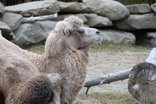 Close-up portrait of a resting camel with baby in natural zoo habitat