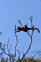 madagascar - wildlife