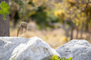 The Athene cunicularia or Speotyto cunicularia, commonly known as the burrowing owl or simply the burrowing owl, is an American bird of prey, of the Strigidae family.