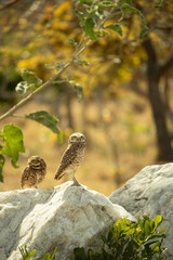 The Athene cunicularia or Speotyto cunicularia, commonly known as the burrowing owl or simply the burrowing owl, is an American bird of prey, of the Strigidae family.