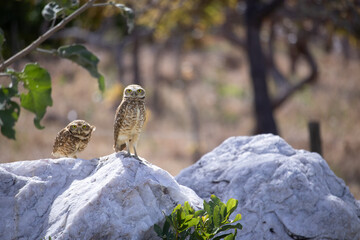 The Athene cunicularia or Speotyto cunicularia, commonly known as the burrowing owl or simply the burrowing owl, is an American bird of prey, of the Strigidae family.