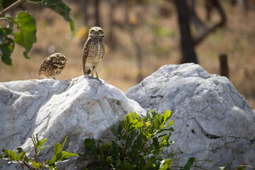 The Athene cunicularia or Speotyto cunicularia, commonly known as the burrowing owl or simply the burrowing owl, is an American bird of prey, of the Strigidae family.