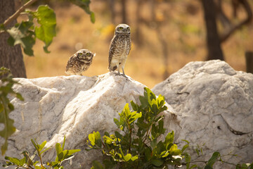 The Athene cunicularia or Speotyto cunicularia, commonly known as the burrowing owl or simply the burrowing owl, is an American bird of prey, of the Strigidae family.