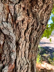 bark of a mulberry tree