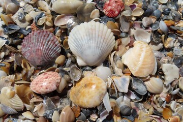Seashells on the beach in Atlantic coast of North Florida 