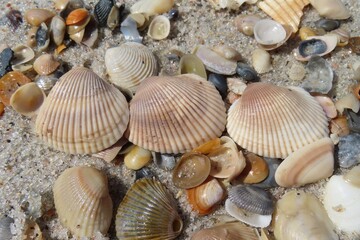 Seashells on the beach in Atlantic coast of North Florida 