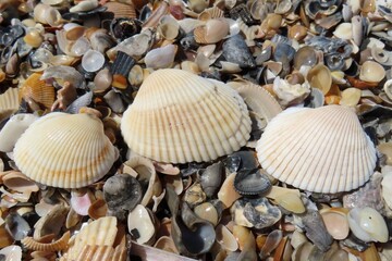 Seashells on the beach in Atlantic coast of North Florida 