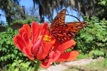 Gulf fritillary butterfly on red flower in Florida nature, closeup
