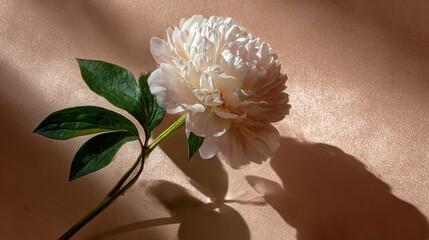 A beautiful peony blossom casts delicate shadows on a soft, peach-beige backdrop. Sunlight enhances the flower's elegant form.
 
