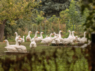 Gruppe von wei&szlig;en G&auml;nsen versammelt sich auf einer Wiese am Rand eines Gew&auml;ssers, umgeben von gr&uuml;ner Vegetation. Das Motiv zeigt l&auml;ndliche Ruhe, Tiergemeinschaft und nat&uuml;rliche Landschaft.
